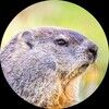 lilgopher_p